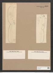 Pleurosigma sp. (de-Toni-Nr.: Genus 17 ?, Species 1153 ?) Zeichnungen Sammlung Grunow Nr. 2155 (NHMW-BOT-W0369206)
